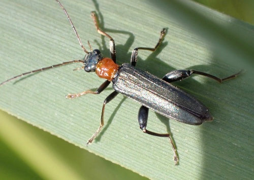 Rothalsiger Scheinbockkäfer — Bild 5