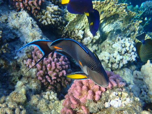 Rotmeer-Doktorfisch — Bild 4