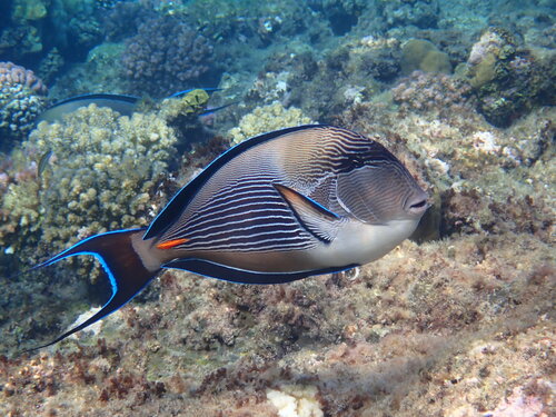 Rotmeer-Doktorfisch — Bild 2