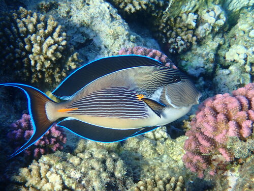 Rotmeer-Doktorfisch — Bild 5