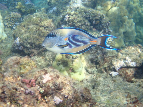 Rotmeer-Doktorfisch — Bild 3