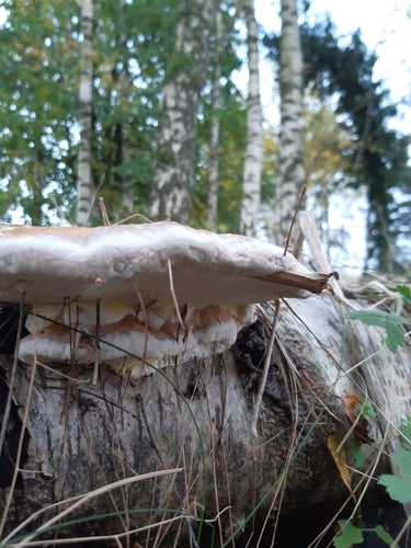 Rotrandiger Baumschwamm — Bild 5