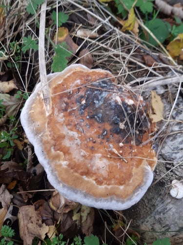 Rotrandiger Baumschwamm — Bild 4