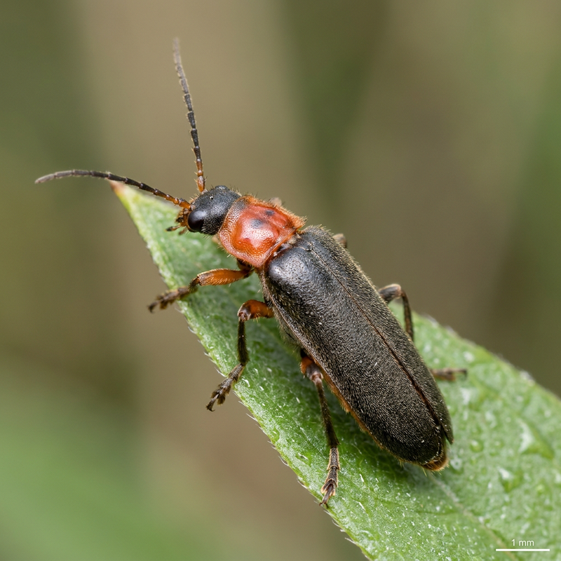 Rotrückiger Weichkäfer