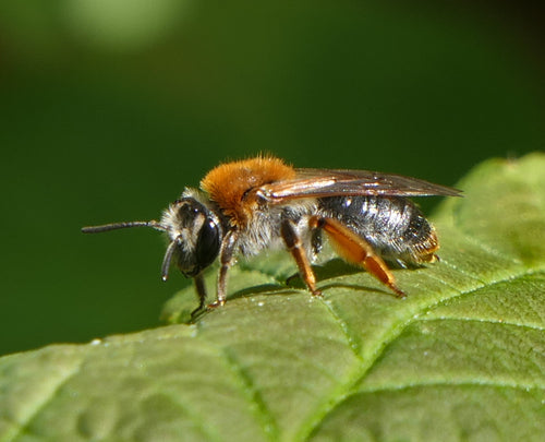 Rotschopfige Sandbiene — Bild 4