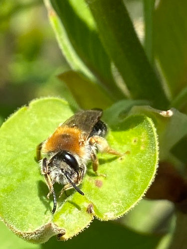 Rotschopfige Sandbiene — Bild 3