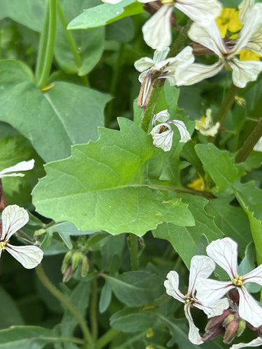Rucola — Bild 4