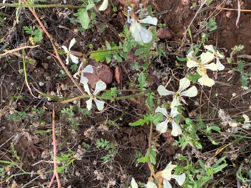 Rucola — Bild 5