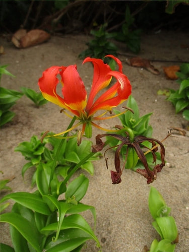 Ruhmeskrone — Bild 5
