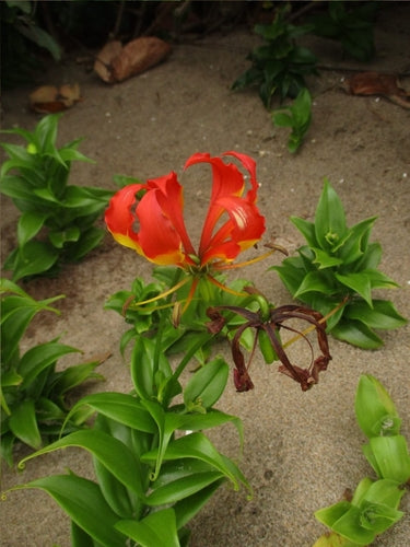 Ruhmeskrone — Bild 4