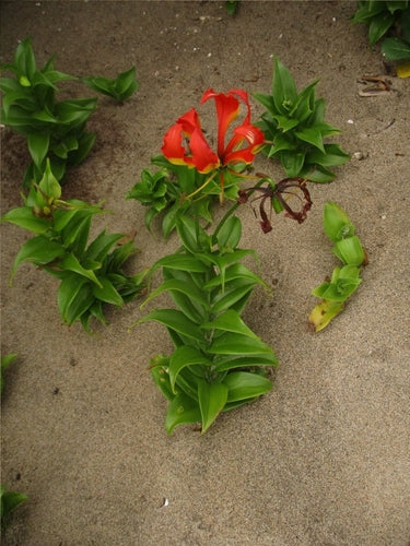 Ruhmeskrone — Bild 3