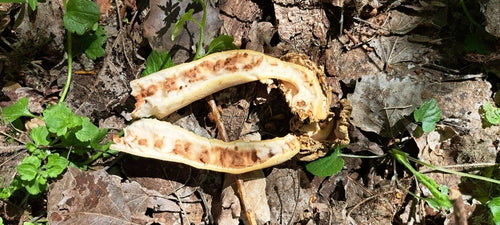 Runzel-Verpel — Bild 3