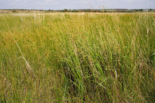 Rutenhirse — Bild 4