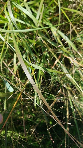 Rutenhirse — Bild 1