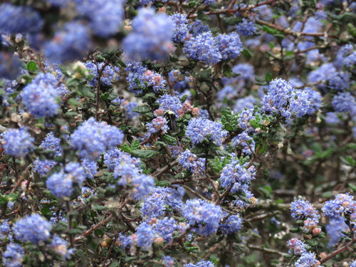 Saeckelblume — Bild 2