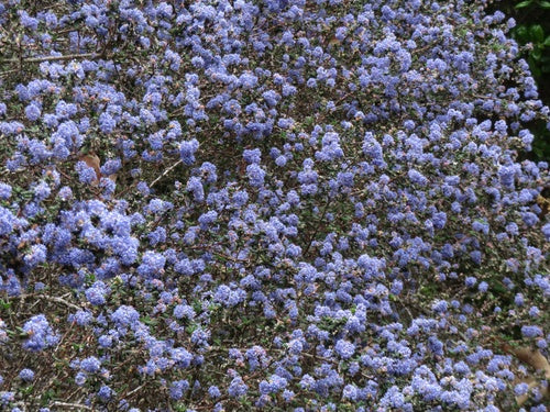 Saeckelblume — Bild 1