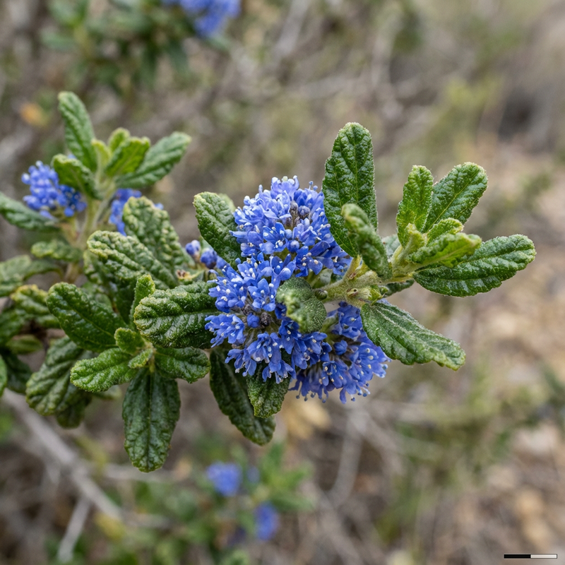 Saeckelblume