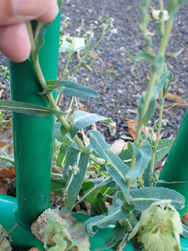 Salat — Bild 4