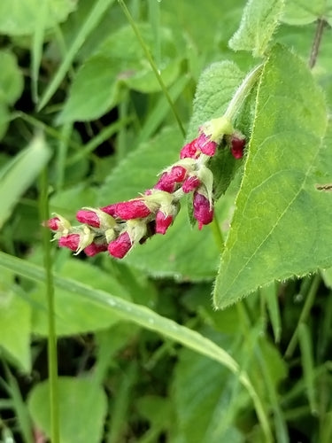 Salbei — Bild 5
