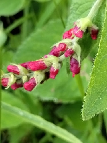 Salbei — Bild 4