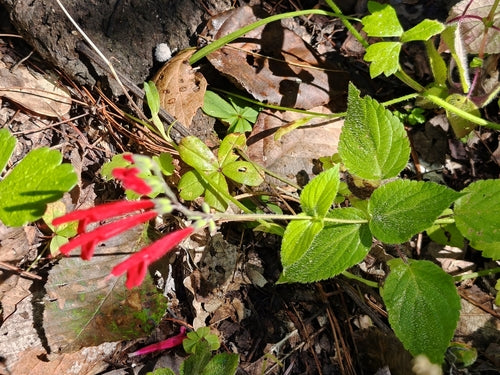 Salbei — Bild 1