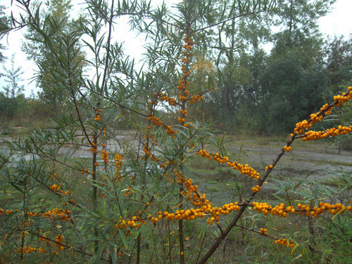 Sanddorn — Bild 4