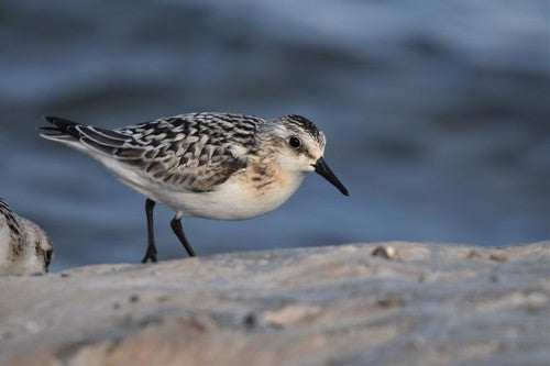 Sanderling — Bild 5 von 10