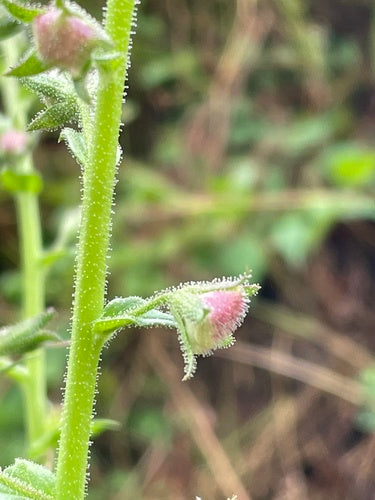 Schaben — Bild 4