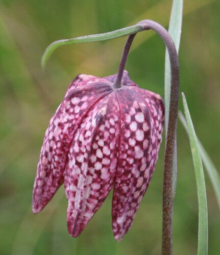 Schachbrettblume — Bild 5