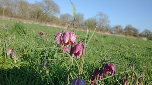 Schachbrettblume — Bild 3