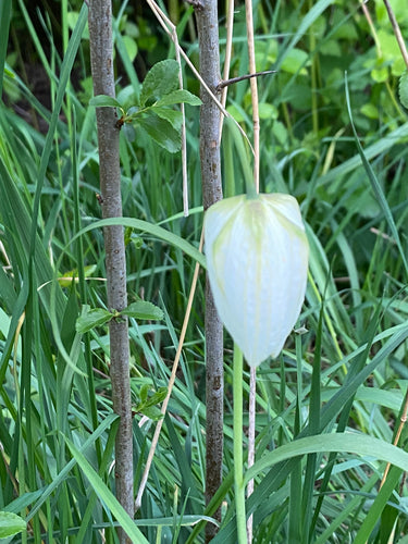Schachbrettblume — Bild 4