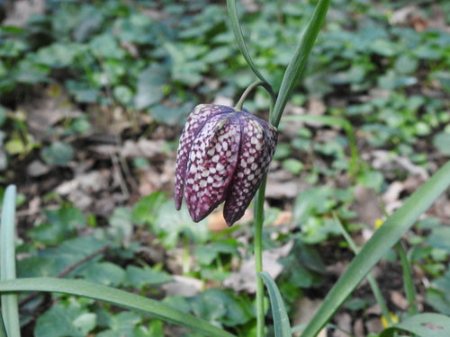 Schachbrettblume — Bild 2