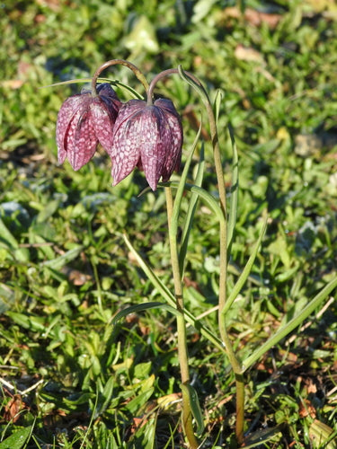 Schachbrettblume — Bild 1