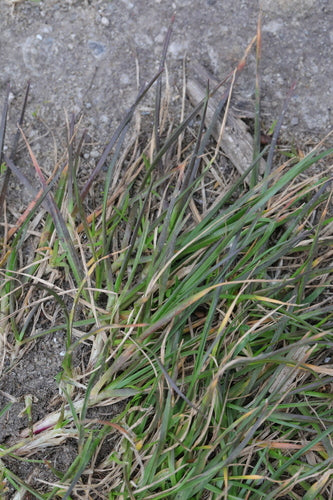 Schaf-Schwingel — Bild 5