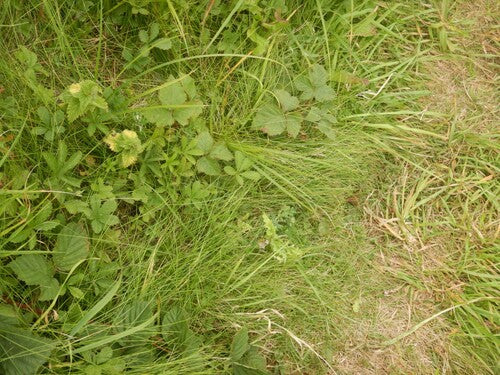 Schaf-Schwingel — Bild 2