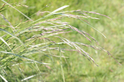 Schaf-Schwingel — Bild 4