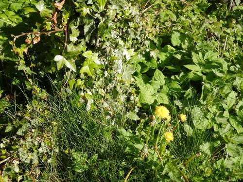 Schaf-Schwingel — Bild 3