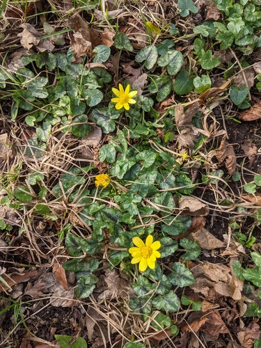 Scharbockskraut — Bild 2