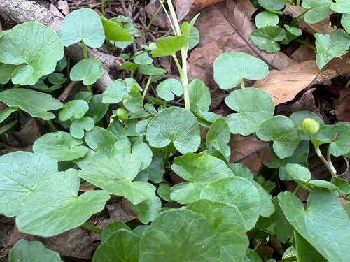 Scharbockskraut — Bild 3