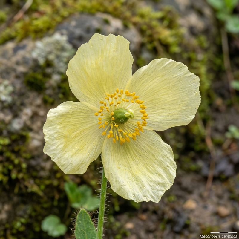 Scheinmohn