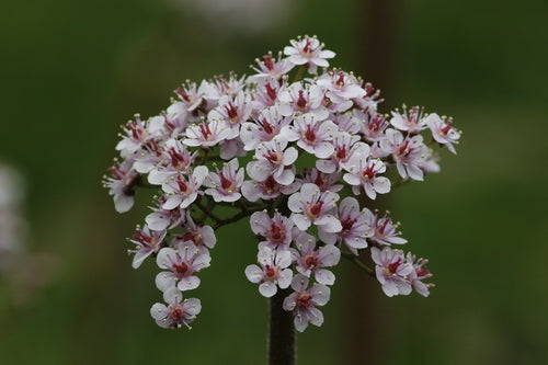Schildblatt — Bild 3
