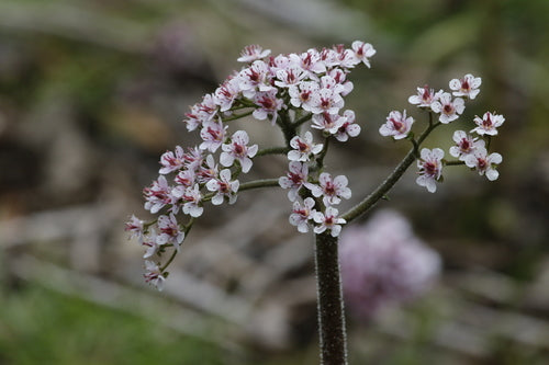 Schildblatt — Bild 4