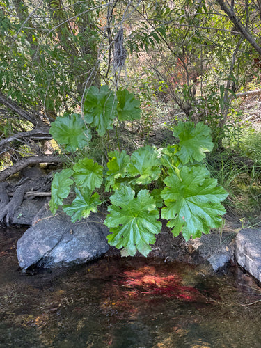 Schildblatt — Bild 5