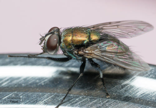Schmeißfliegen — Bild 5