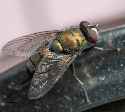 Schmeißfliegen — Bild 4