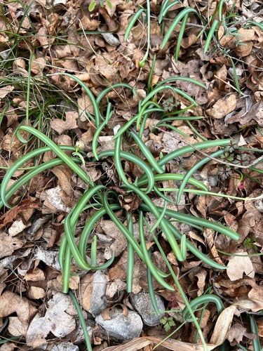 Schneegloeckchen — Bild 4