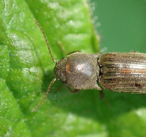 Schnellkäfer (Gattung Agriotes) — Bild 5 von 11