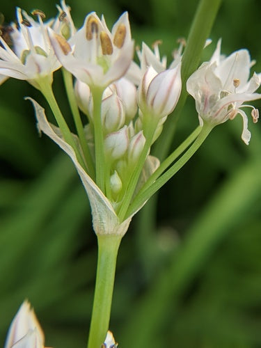 Schnittknoblauch — Bild 5