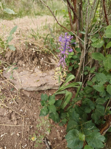 Schopf-Traubenhyazinthe — Bild 5