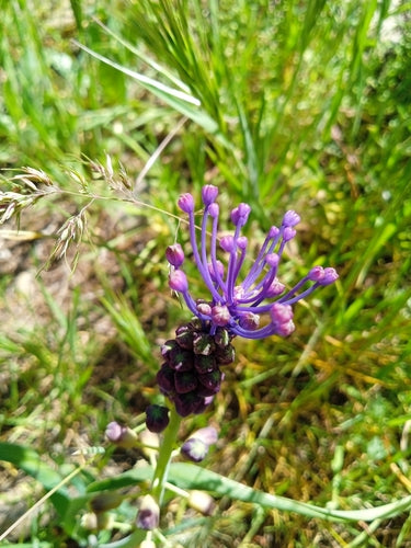 Schopf-Traubenhyazinthe — Bild 3
